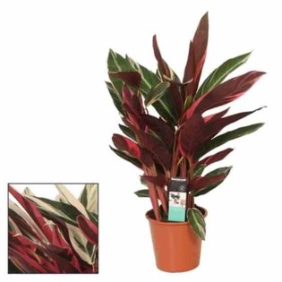Stromanthe sanguinea (Calathéa plume de paon Triostar, Calathéa tricolore, Plante paon Triostar)