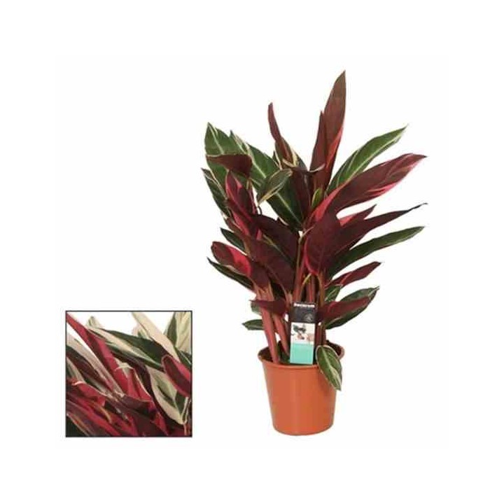Stromanthe sanguinea (Calathéa plume de paon Triostar, Calathéa tricolore, Plante paon Triostar)