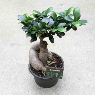 Ficus microcarpa 'Compacta' Ginseng grosses racines