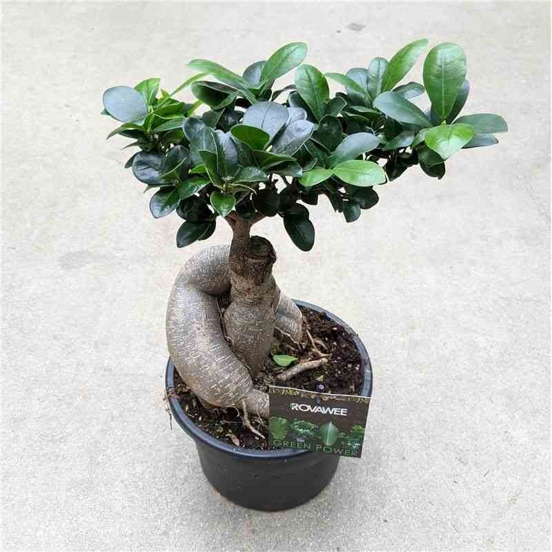 Ficus microcarpa 'Compacta' Ginseng grosses racines