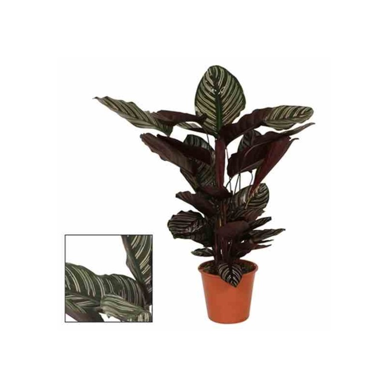Calathea sanderiana (Plante paon)