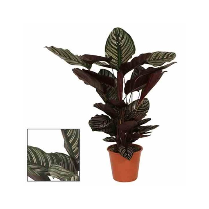 Calathea sanderiana (Plante paon)