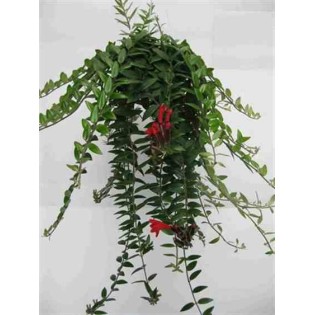 Aeschynanthus hybride