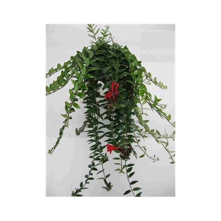Aeschynanthus hybride
