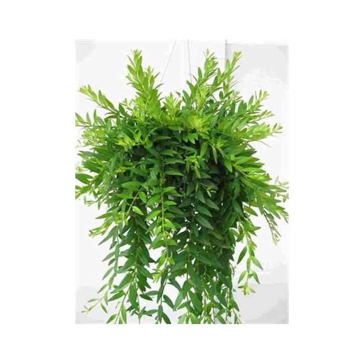 Aeschynanthus hybride "japhrolepis"