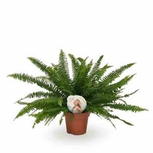 Nephrolepis exaltata dame verte (fougères d'intérieur)