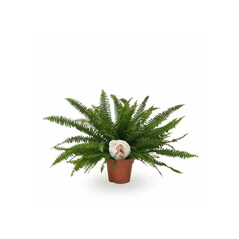 Nephrolepis exaltata dame verte (fougères d'intérieur)