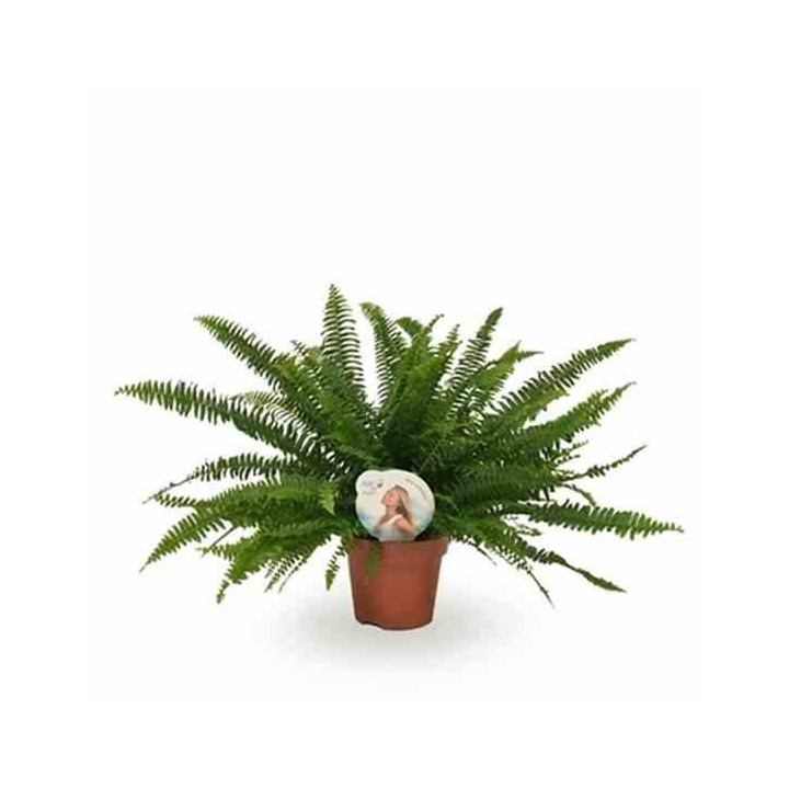 Nephrolepis exaltata dame verte (fougères d'intérieur)