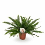Nephrolepis exaltata dame verte (fougères d'intérieur)