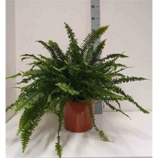 Nephrolepis exaltata dame verte (fougères d'intérieur)