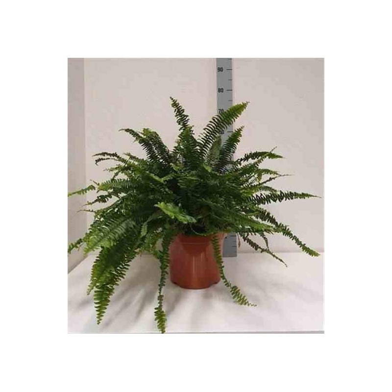 Nephrolepis exaltata dame verte (fougères d'intérieur)