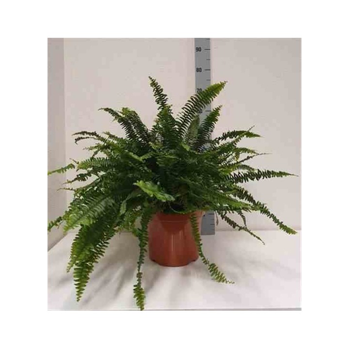 Nephrolepis exaltata dame verte (fougères d'intérieur)
