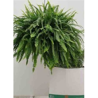 Nephrolepis exaltata dame verte (fougères d'intérieur)