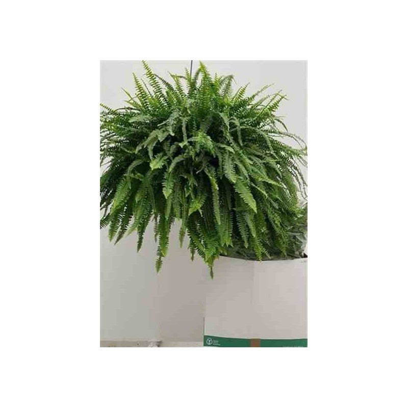 Nephrolepis exaltata dame verte (fougères d'intérieur)