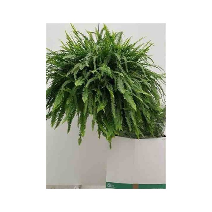 Nephrolepis exaltata dame verte (fougères d'intérieur)
