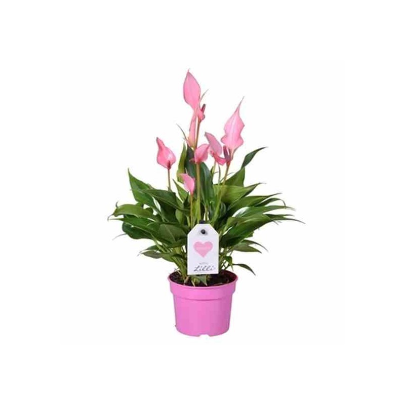 Anthurium andreanum "Lilli" (Rose Anthure Flamant, Langue de feu)