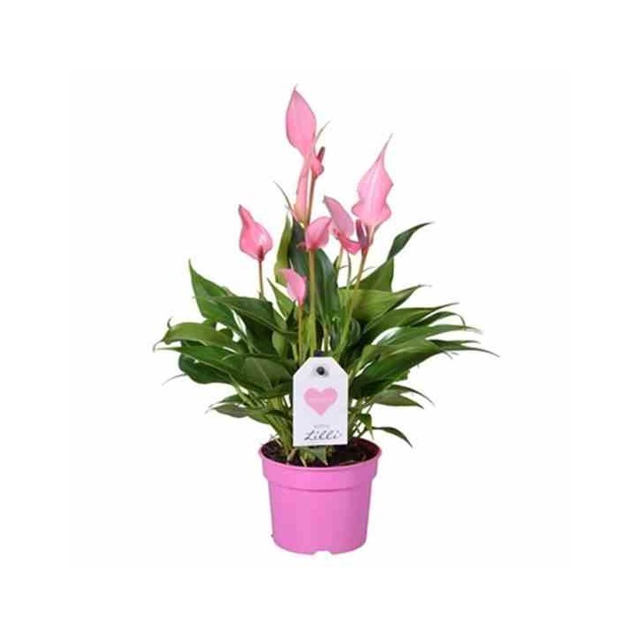 Anthurium andreanum "Lilli" (Rose Anthure Flamant, Langue de feu)