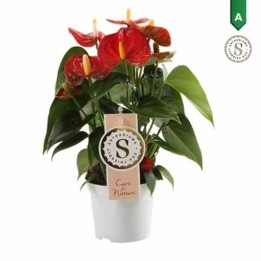 Anthurium andreanum rouge Rouge diamant (Rose Anthure Flamant, Langue de feu)