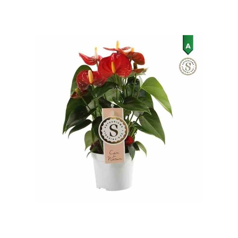 Anthurium andreanum rouge Rouge diamant (Rose Anthure Flamant, Langue de feu)