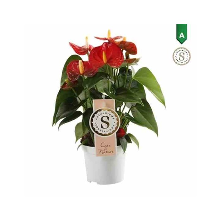 Anthurium andreanum rouge Rouge diamant (Rose Anthure Flamant, Langue de feu)
