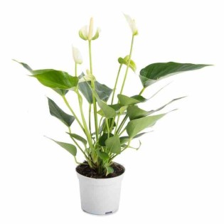 Anthurium andreanum blanc champion blanc (Anthure Flamant rose, Langue de feu)