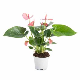 Anthurium andreanum rose rose champion (Anthure Flamant rose, Langue de feu)