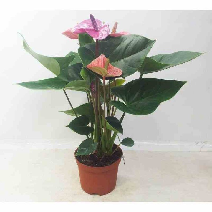 Rosier Anthurium andreanum Cavalli (Rose Anthure Flamant, Langue de feu)