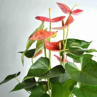 Anthurium andreanum rosier Colorado (Rose Anthure Flamant, Langue de feu)
