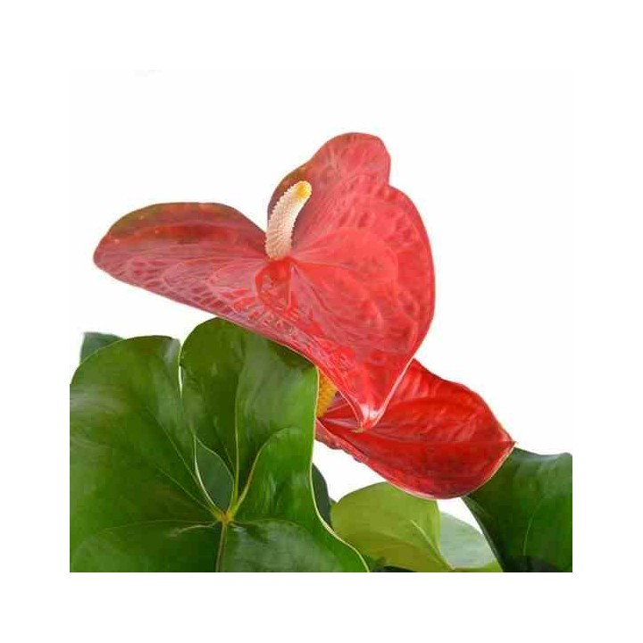 Anthurium andreanum rouge Dakota (Rose Anthure Flamant, Langue de feu)
