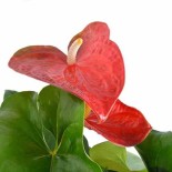 Anthurium andreanum rouge Dakota (Rose Anthure Flamant, Langue de feu)