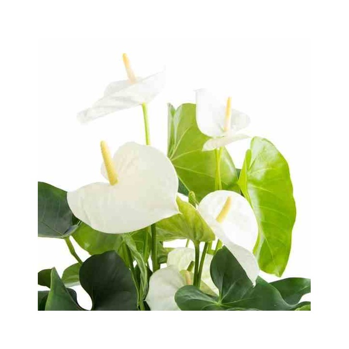 Anthurium andreanum Blanc samora (Anthure Flamant rose, Langue de feu)