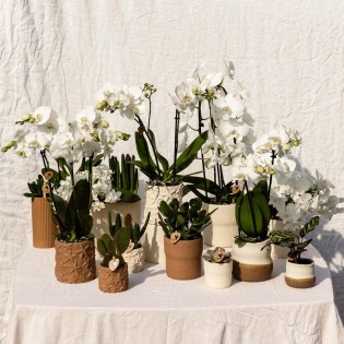 Kolibri Home | Rustic Decorative Pot White | Ø6Cm