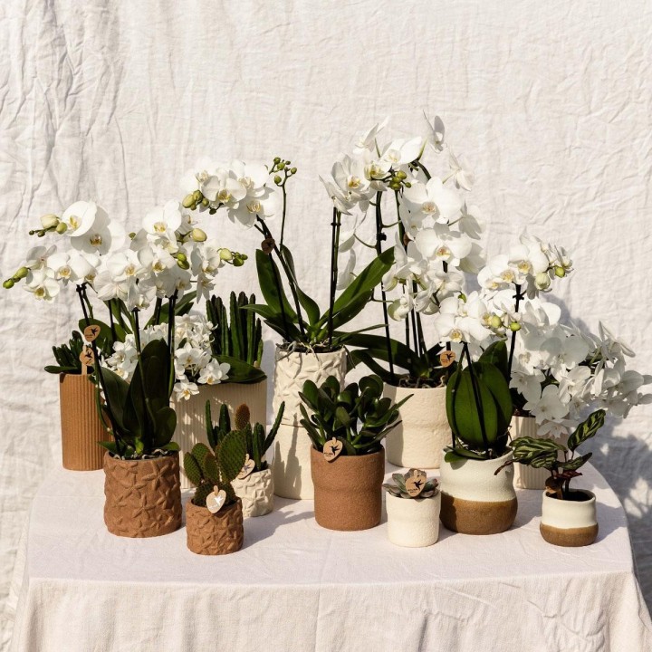 Kolibri Home | Rustic Decorative Pot White | Ø6Cm