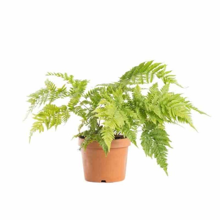 Dryopteris érythrosora