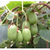 Actinidia arguta Issai (kiwaï, kiwi de Sibérie, kiwi nain)