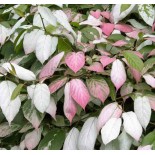 Actinidia kolomikta (kiwi panaché, Kiwi arctique)