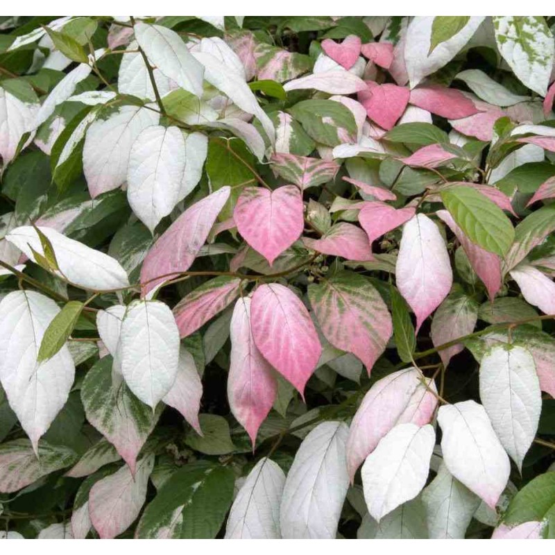 Actinidia kolomikta (kiwi panaché, Kiwi arctique)