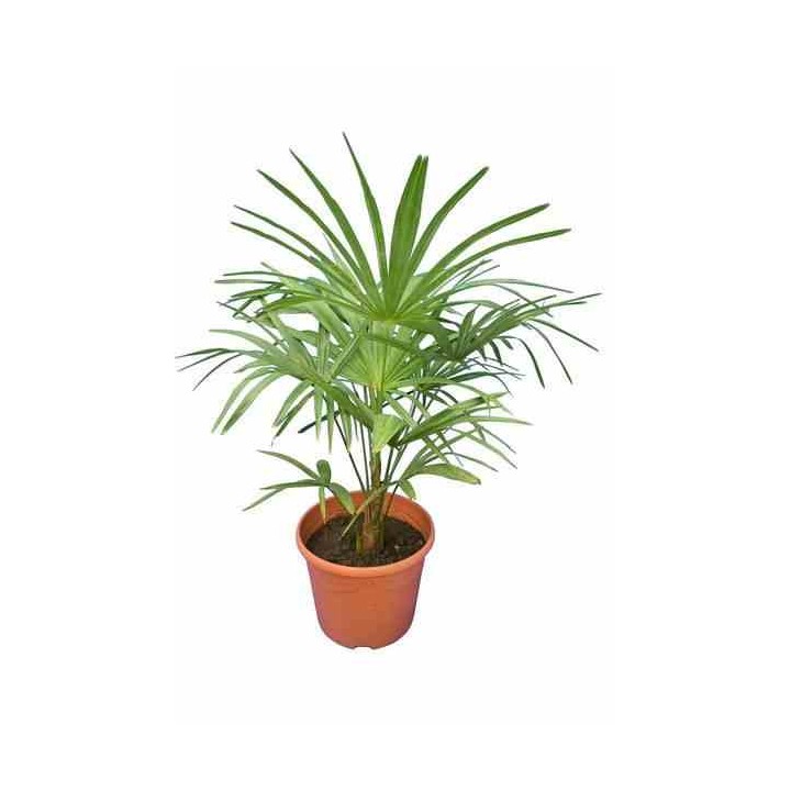 Trachycarpus princeps hybride