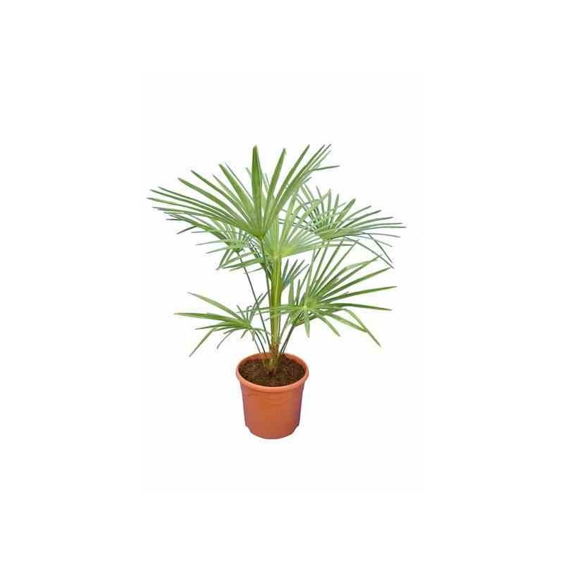 Trachycarpus princeps hybride