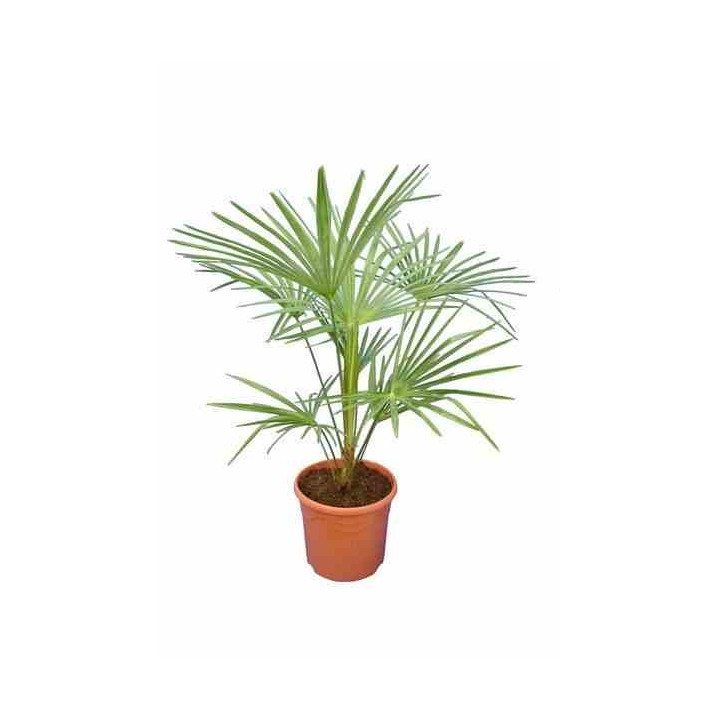 Trachycarpus princeps hybride