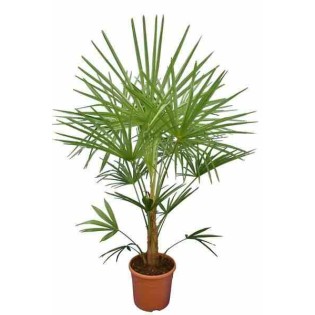 Trachycarpus Naini Tal