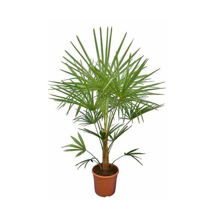 Trachycarpus Naini Tal