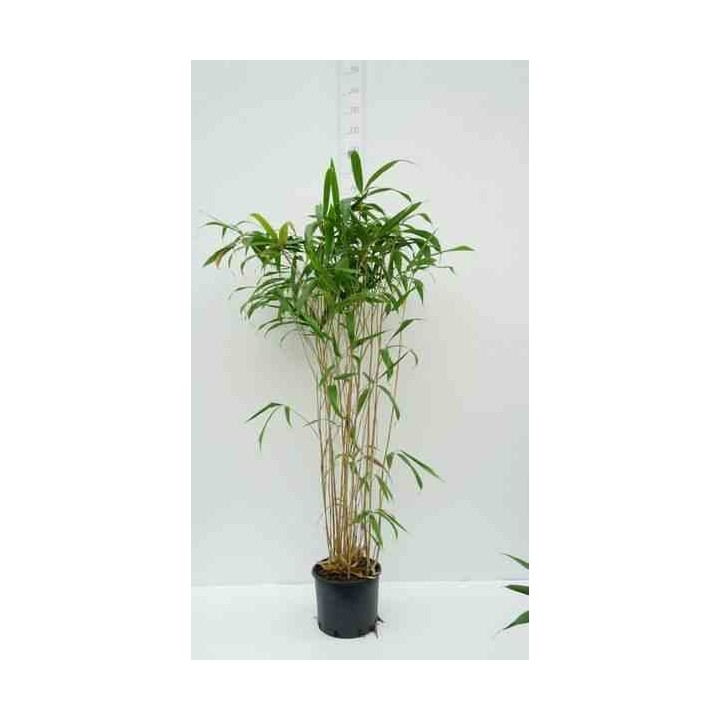 Pseudosasa japonica Tsutsumiana