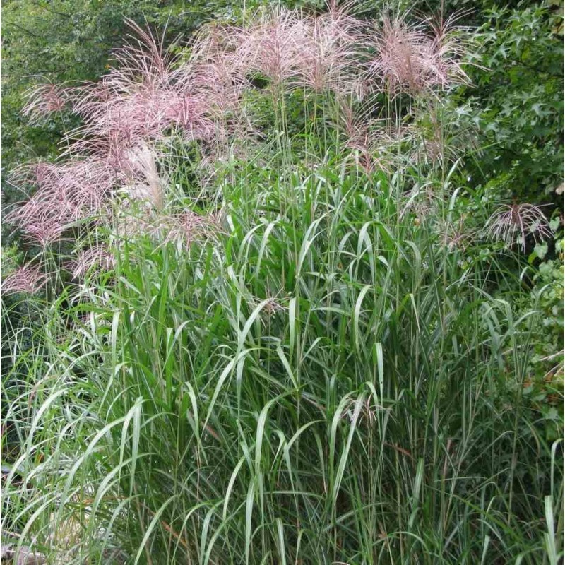 Miscanthus giganteus (Roseau de Chine, Eulalie)