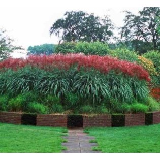 Miscanthus sinensis Ferner Osten (Roseau de Chine, Eulalie)