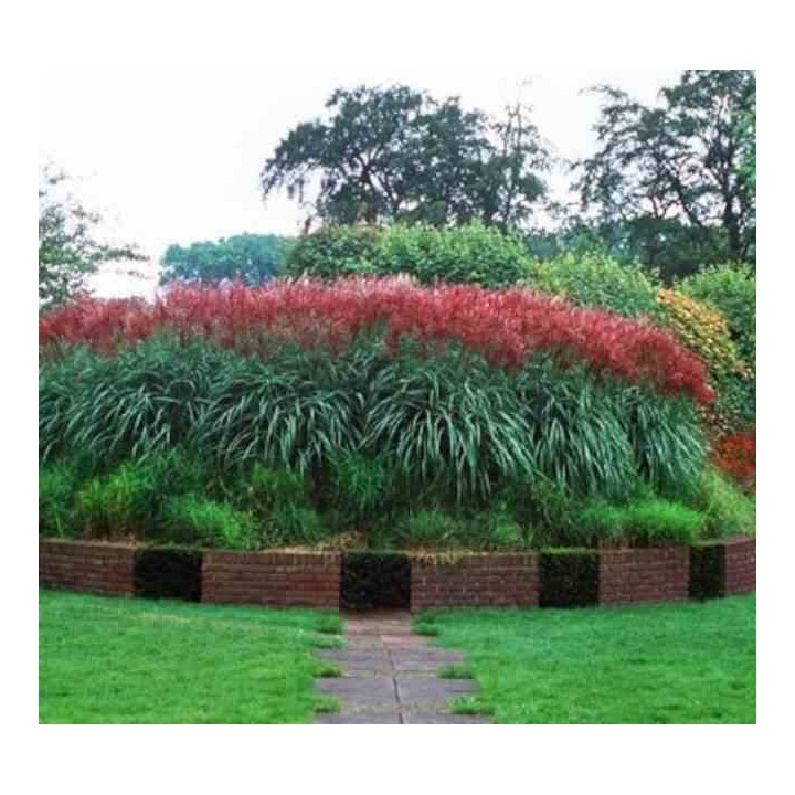 Miscanthus sinensis Ferner Osten (Roseau de Chine, Eulalie)