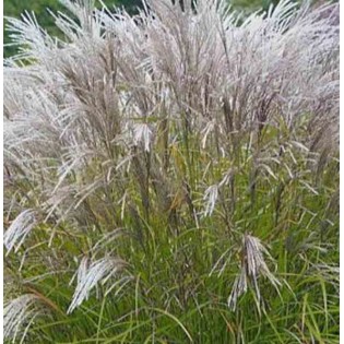 Miscanthus sinensis Kleine Silberspinne(Roseau de Chine, Eulalie)