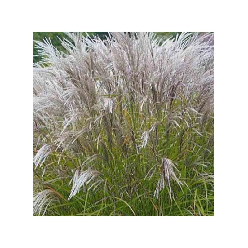 Miscanthus sinensis Kleine Silberspinne(Roseau de Chine, Eulalie)