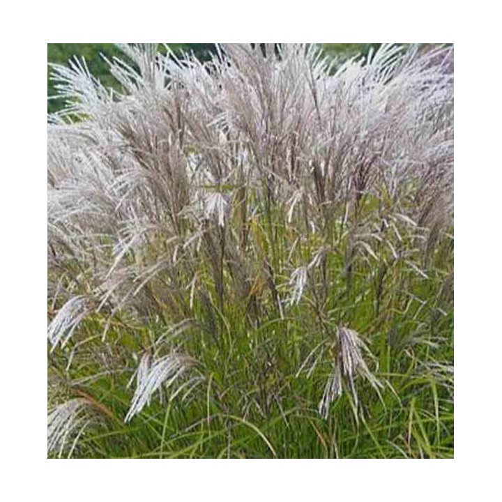 Miscanthus sinensis Kleine Silberspinne(Roseau de Chine, Eulalie)