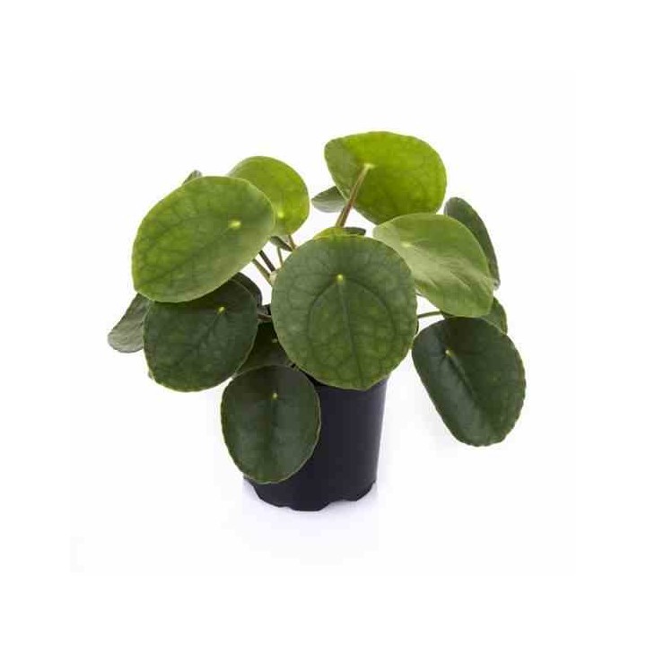 Pilea Peperomioides (Plante à monnaie chinoise)